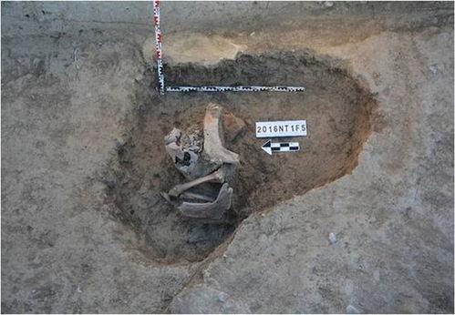 俄罗斯考古爆料视频播放,千年古文明重现世间 第1张 俄罗斯考古爆料视频播放,千年古文明重现世间 第1张